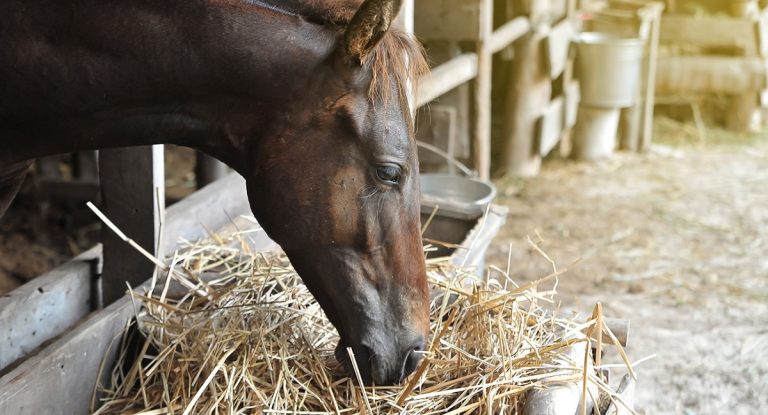 Feeding Legumes To Horses: Key Benefits, Risks, And Best Feeding Practices