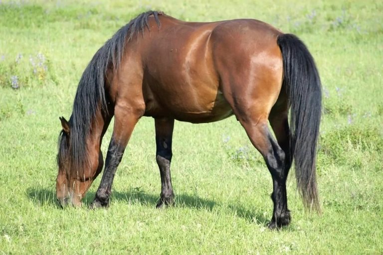 How Many Stomachs Does A Horse Have: Understanding Equine Digestive Anatomy And Function