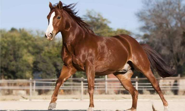 American Quarter Horse vs Thoroughbred: Key Differences You Need to Know