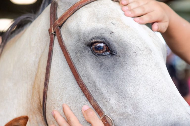 Are Horses Color Blind or Do They See Limited Colors