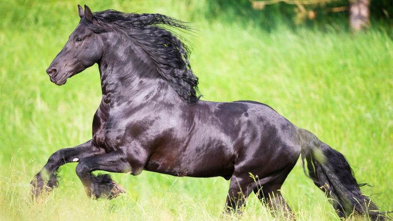 Colors of Friesian Horses: What You Need to Know