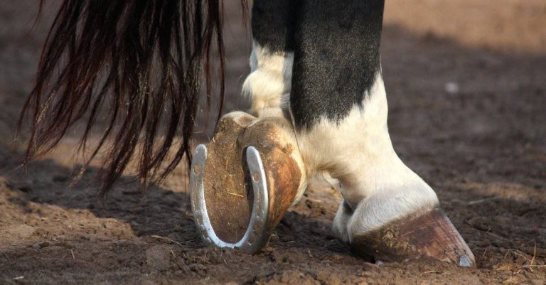 Do Horse Shoes Hurt Horses Or Protect Their Hooves