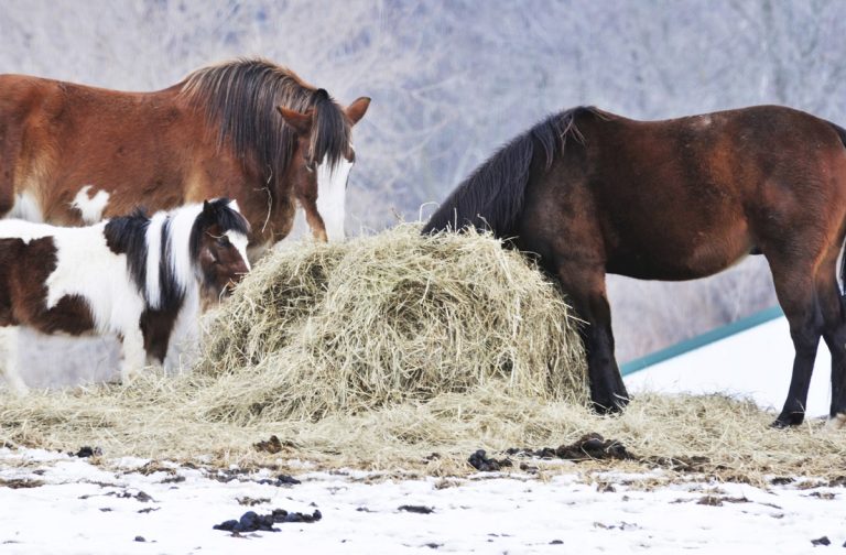 Do Horses Eat Hay? Understanding Their Feeding Habits and Nutrition