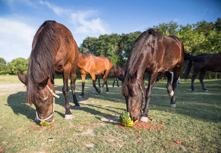 Do Horses Eat Meat And How To Ensure Their Diet Remains Safe And Balanced