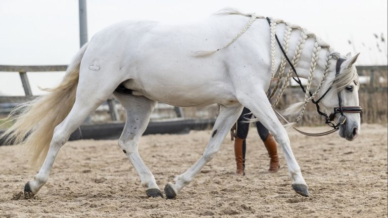 Do Horses Have Feet? The Clear Answer Backed by Anatomy