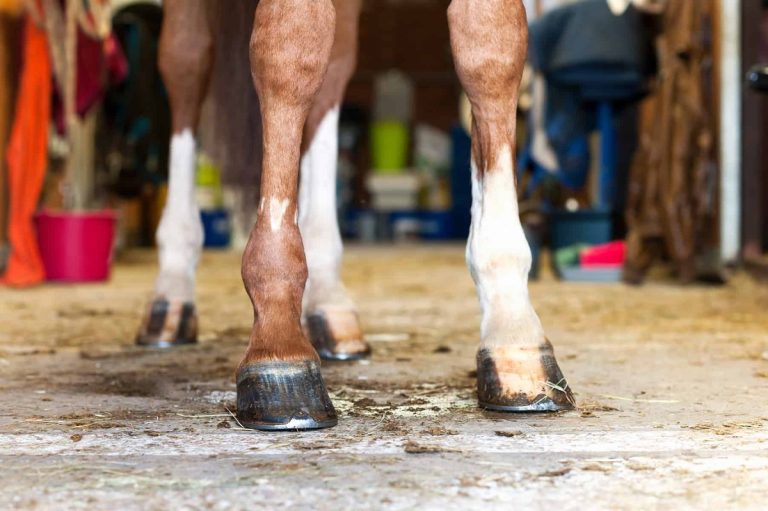 Does Horses Have Feet: Understanding Hooves and Their Function