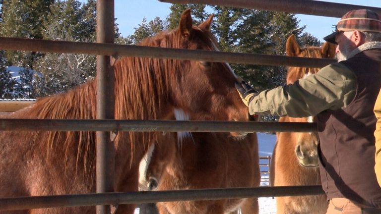 How Do People Feed Horses In Battles During Active Combat Situations