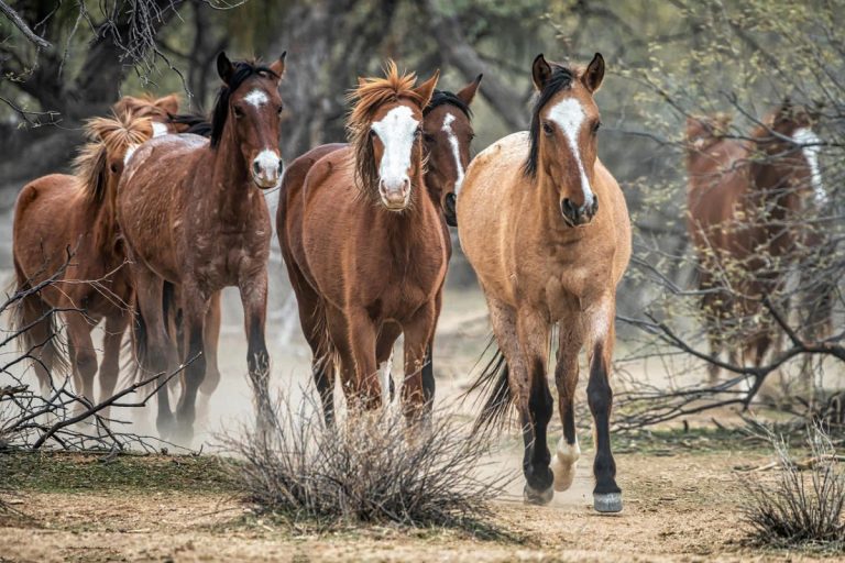How Do Wild Horses Trim Their Hooves Naturally: Insights for Horse Care