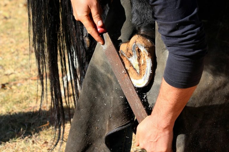 How Do Wild Horses Trim Their Hooves Naturally And Stay Healthy