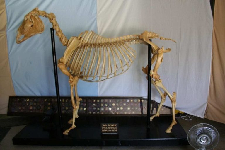 How Many Bones Does a Horse Have: Complete Skeletal Breakdown