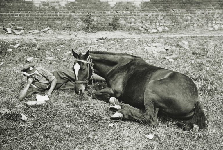 How Many Horses Died in WW1 And What Led to Their Losses