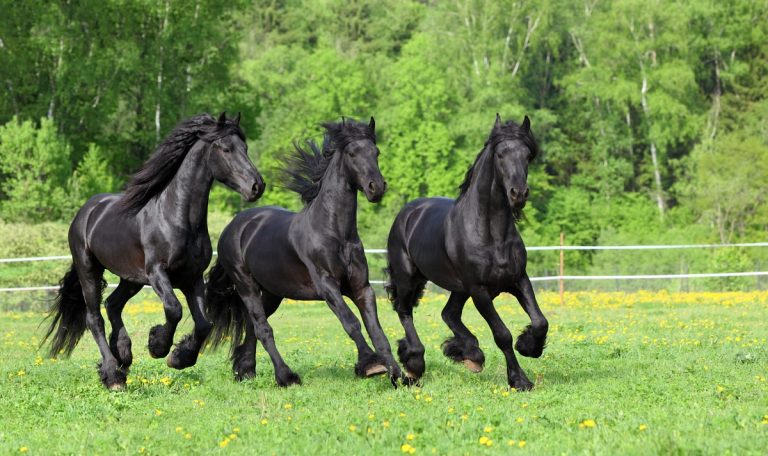 How Much Does a Friesian Horse Cost: Factors and Price Guide