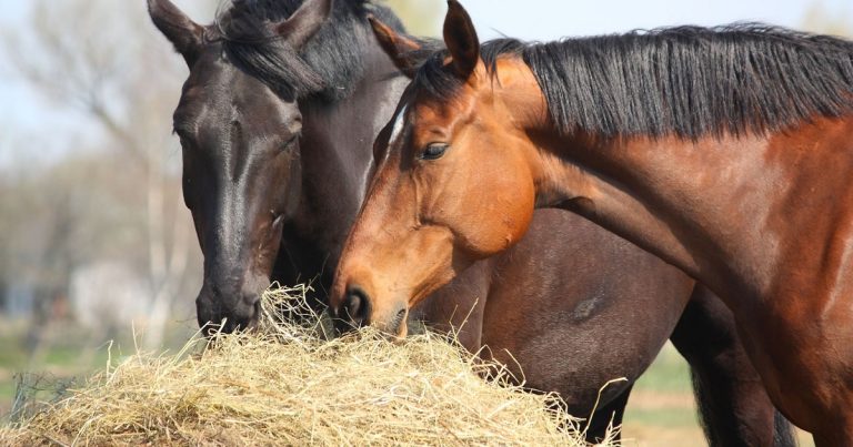 How Much Hay Does a Horse Eat Per Day: Feeding Guidelines and Tips