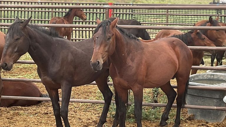 How Much Marijuana To Kill A Horse? Understanding Toxic Risk And Safety Limits