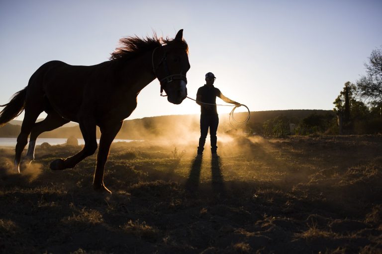 How to Train a Horse: Step-by-Step Techniques for Success”