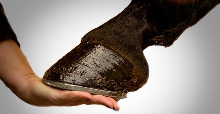 What Are Horse Hooves Made Of And How Their Structure Supports Health