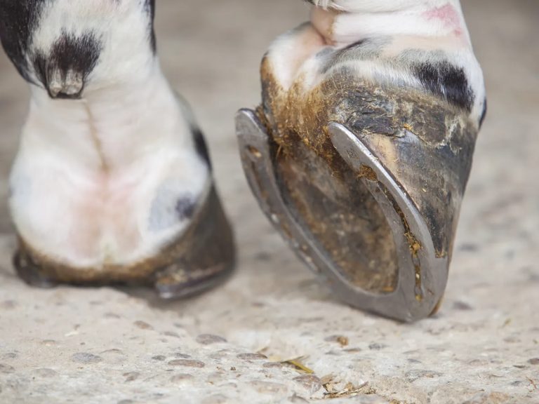 What Are Horses Feet Called: Understanding Hooves and Their Parts