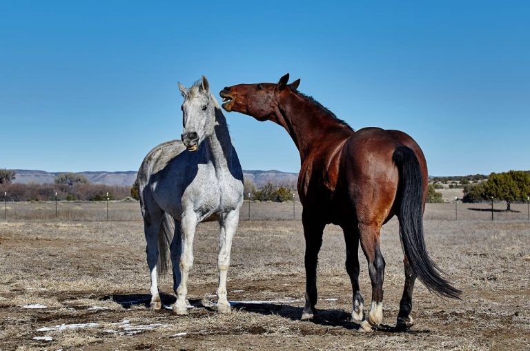 What Does a Horse Say: Understanding Their Sounds and Communication