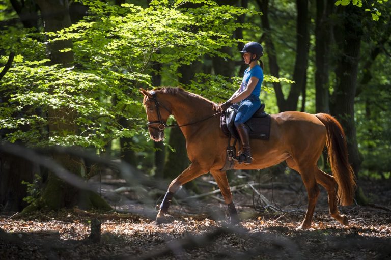 What Is a Trail Ride: Tips, Techniques, and Safety Guidelines