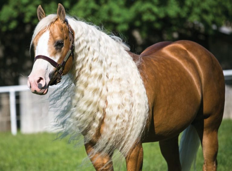 Why Do Horses Have Manes: Functions and Importance Explained