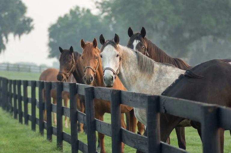 Will Pasturing Horses Reduce Stable Vices: Benefits, Management, and Best Practices