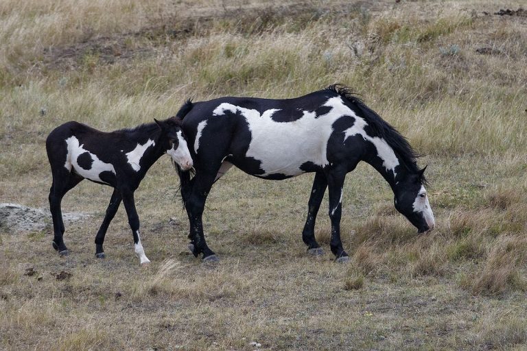 Appaloosa and Paint Horse: Differences, Traits, and Care Tips