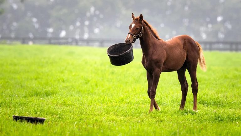 Are Horses Ruminant Animals? Digestive System, Diet, and Facts Explained