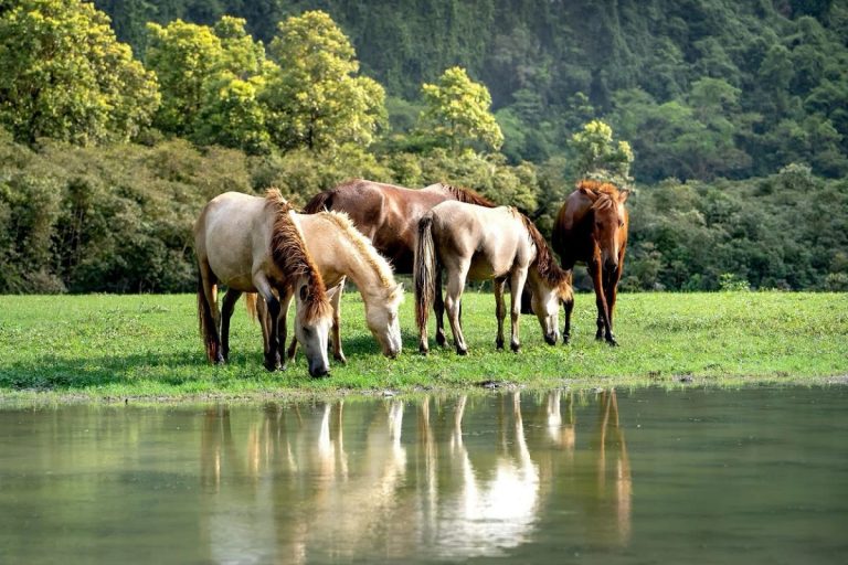 Can Horses Eat Clover: Benefits, Risks, and Feeding Tips