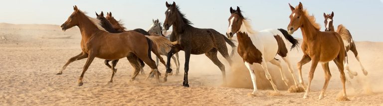 Colors Of Thoroughbred Horses: Recognized Shades And Coat Patterns