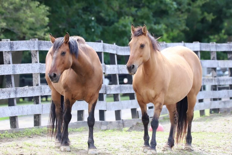Do Horses Chew Cud? Understanding Their Digestive Habits
