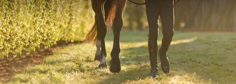 Do Horses Have Phalanges? Understanding Their Hoof And Leg Structure