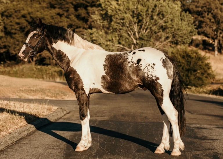 Friesian Quarter Horse Cross: Traits, Training, and Versatile Uses