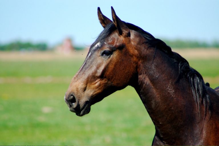 How Do Horses See? Vision, Perception, and Eye Health Explained