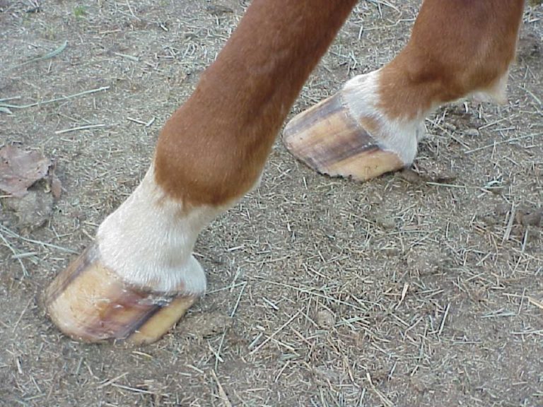 How Do Wild Horses Keep Their Hooves Trimmed? Natural Strategies For Healthy Feet
