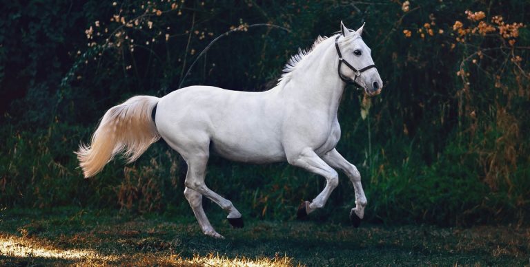 How Do You Buy a Horse: Step-By-Step Guide for Smart Purchases