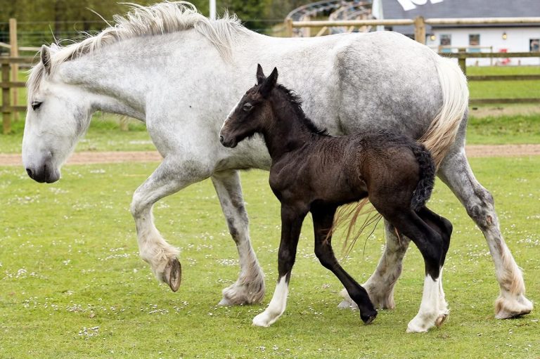 How Long Do Thoroughbred Horses Live: Lifespan, Health, And Care Tips