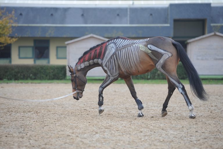 How Many Ribs Do Horses Have? Exploring Their Skeletal Structure