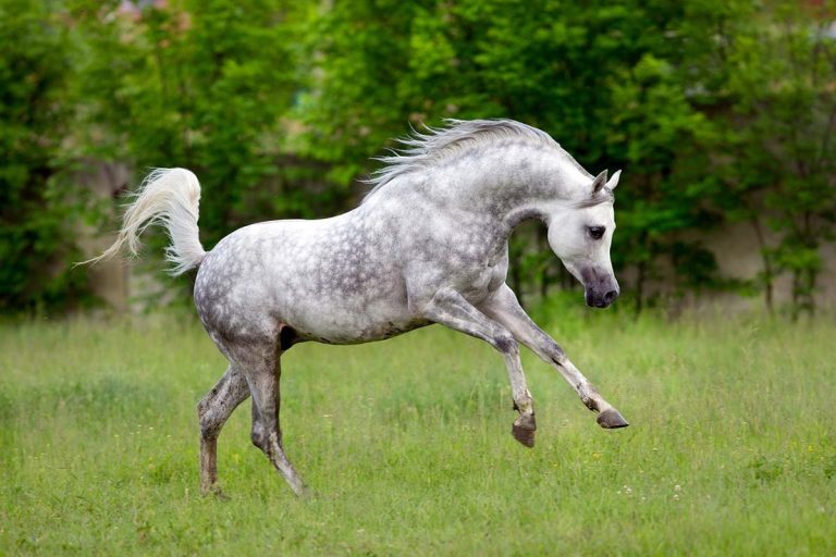 How Much Does An Arabian Horse Cost: Prices, Factors, and Buying Tips
