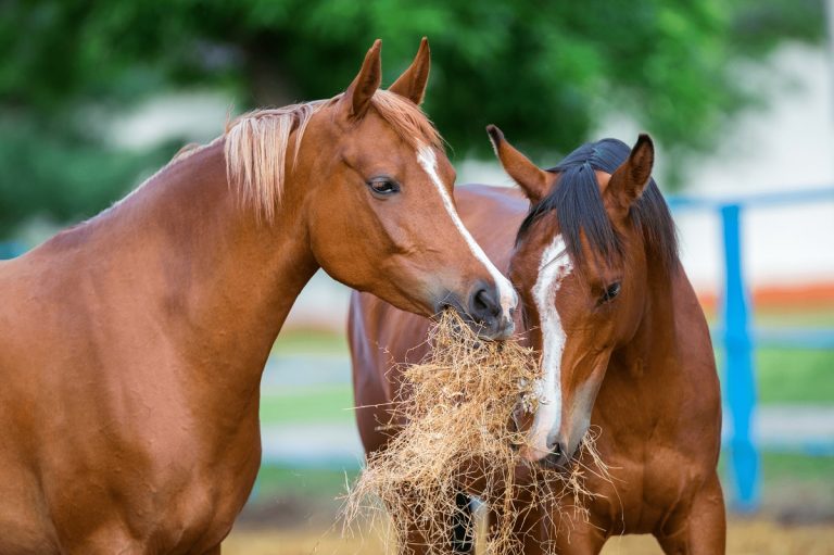How Much Does Horse Feed Cost: Budgeting for Your Equine Companion