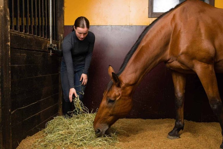 How Much Should A Horse Eat A Day: Essential Feeding Guidelines Every Owner Must Know