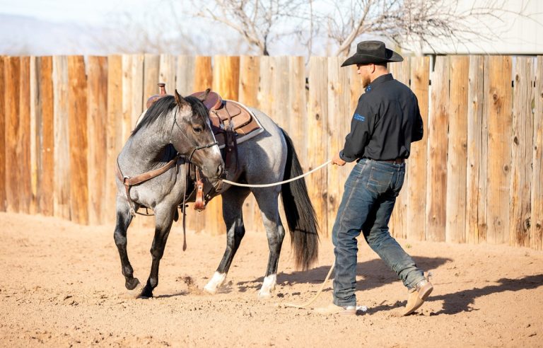 How To Become A Horse Trainer: Step-By-Step Guide To Mastering Horsemanship