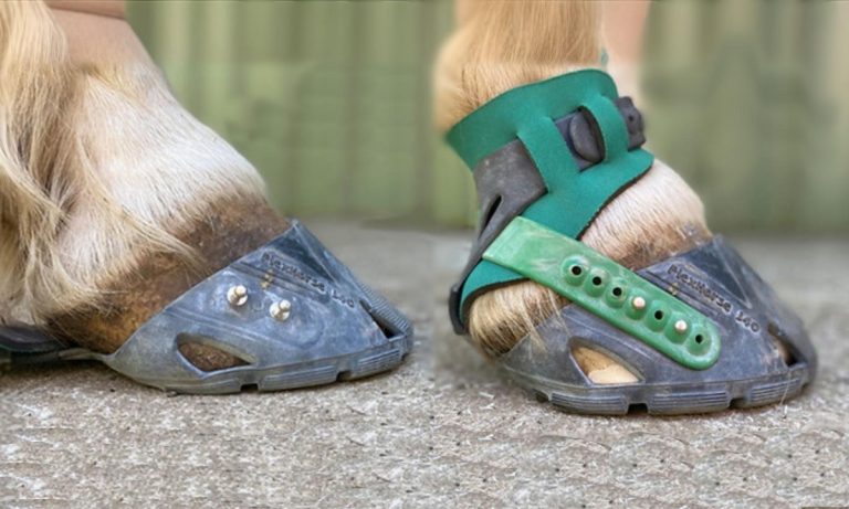 How To Trim Horse Hooves: Step-By-Step Guide, Tools, and Tips