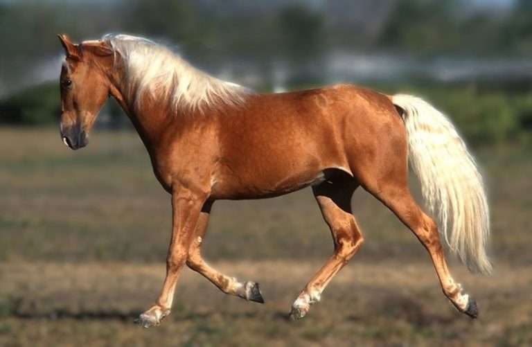 Were Palomino Horses Used in World War 1? Myths, Facts, and Military Roles