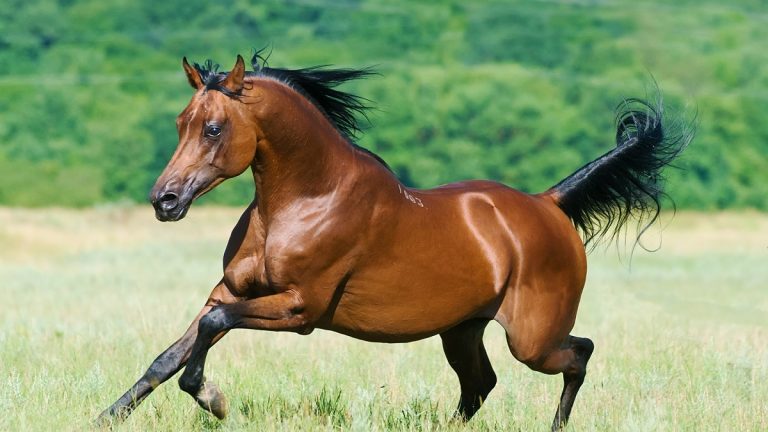 What Are Arabian Horses Used For: Real-World Roles and Modern Purposes