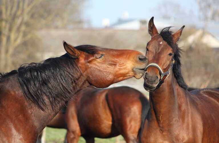 What Do Horses Do? Daily Habits, Behaviors, and Surprising Skills