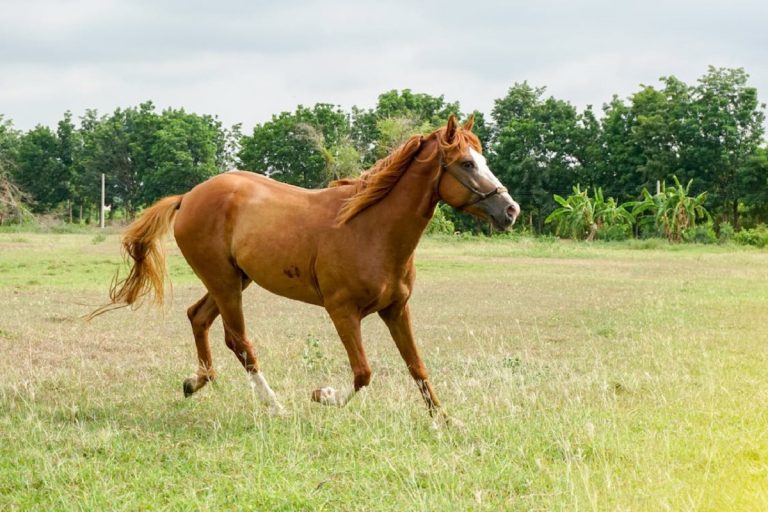What Does a Horse Look Like? Features, Colors, and Body Structure Explained