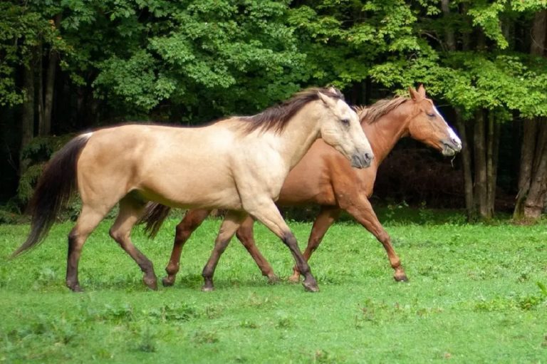 What Is A Tennessee Walking Horse: Traits, Training, And Care Tips