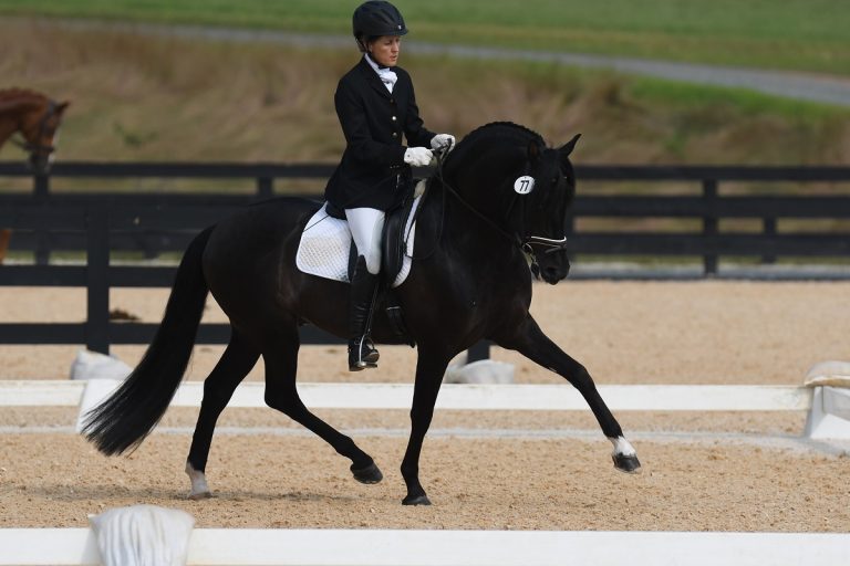 What Is Horse Dressage? Techniques, Levels, and Training Tips