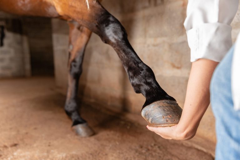 What Is The Laminae? Key Insights Into Hoof Structure And Health
