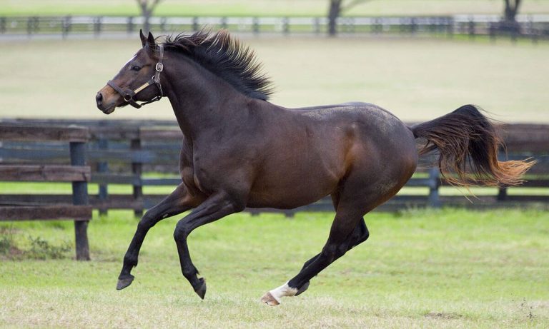 What Is Thoroughbred Horse? Traits, Abilities, and Why They Stand Out
